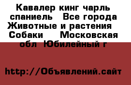 Кавалер кинг чарль спаниель - Все города Животные и растения » Собаки   . Московская обл.,Юбилейный г.
